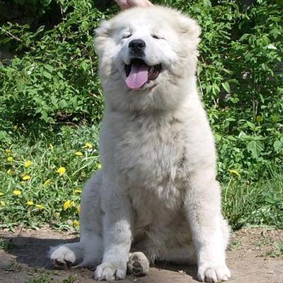 Puppies in RI