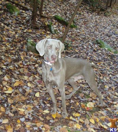 Stud Dogs in WV