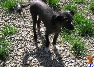 Dogs for Sale