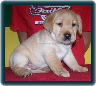 Labrador Retriever Puppies for Sale