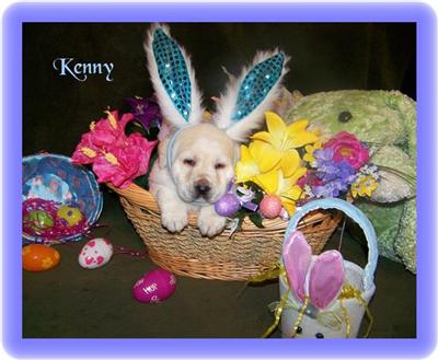 Labrador Retriever Puppies for Sale