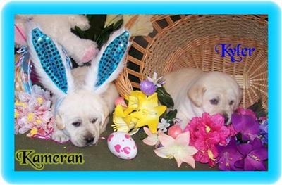 Labrador Retriever Puppies for Sale