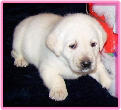Labrador Retriever Puppies for Sale