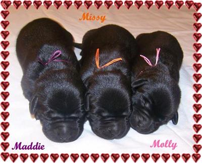 Labrador Retriever Puppies for Sale