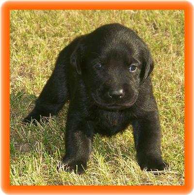 Labrador Retriever Puppies for Sale