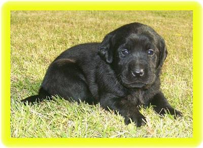 Labrador Retriever Puppies for Sale