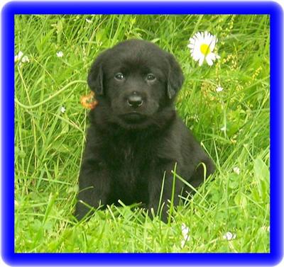 Puppies in EAST CENTRAL