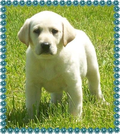 Puppies in EAST CENTRAL