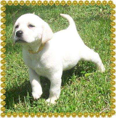 Puppies in EAST CENTRAL