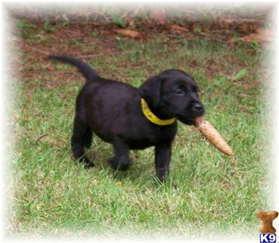 Puppies in EAST CENTRAL