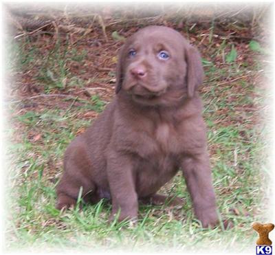 Puppies in EAST CENTRAL