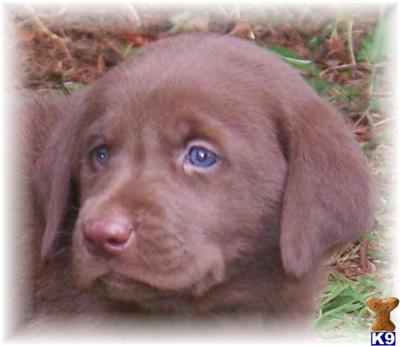Puppies in EAST CENTRAL