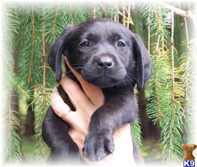 Puppies in EAST CENTRAL