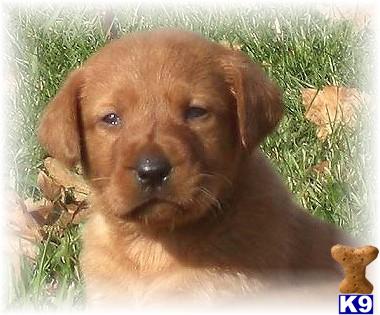 Puppies in EAST CENTRAL