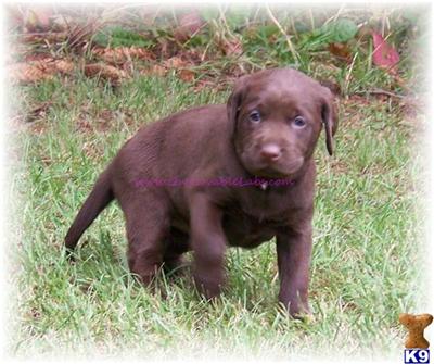 Puppies in EAST CENTRAL