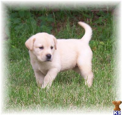Puppies in EAST CENTRAL