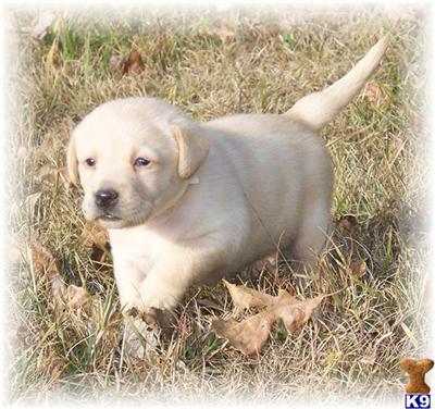 Puppies in EAST CENTRAL