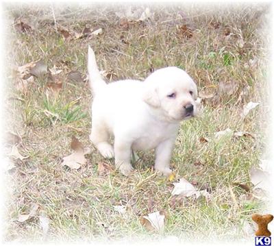 Puppies in EAST CENTRAL