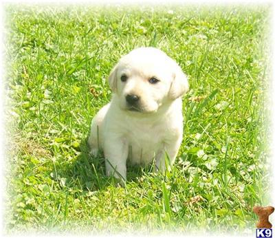 Puppies in EAST CENTRAL
