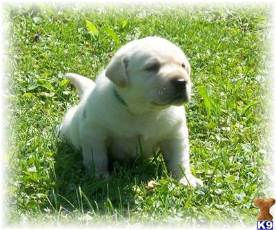 Puppies in EAST CENTRAL