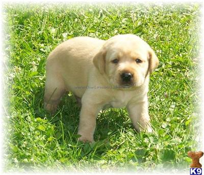 Puppies in EAST CENTRAL