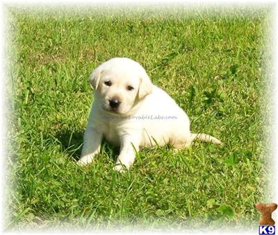 Puppies in EAST CENTRAL