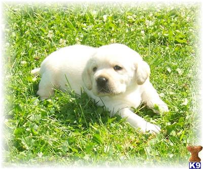 Puppies in EAST CENTRAL