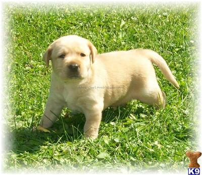 Puppies in EAST CENTRAL