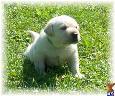 Puppies in EAST CENTRAL
