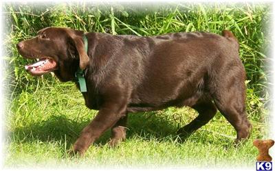 Stud Dogs - Labrador Retriever