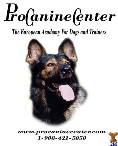 German Shepherd Puppies for Sale