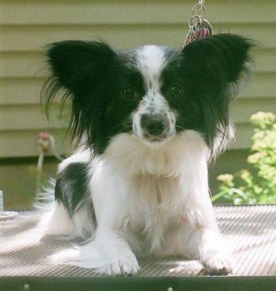 Dogs for Sale in MI