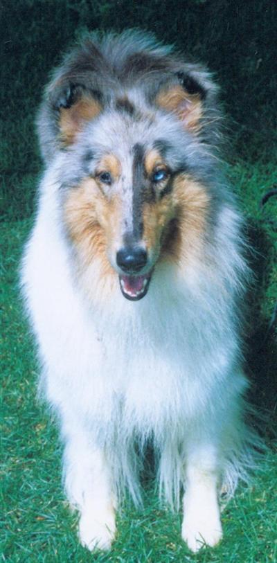 Dogs - Collie