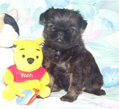 Brussels Griffon Puppies for Sale