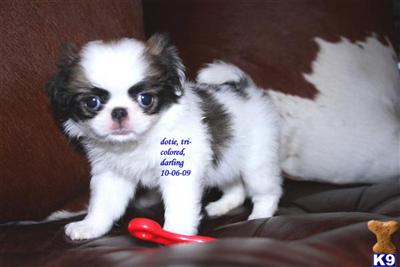 Japanese Chin Puppies for Sale