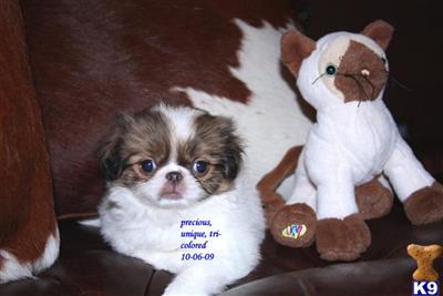 Japanese Chin Puppies for Sale