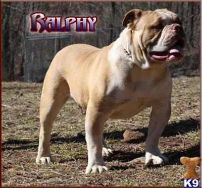Stud Dogs - Old English Bulldog