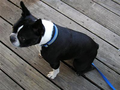 Stud Dogs - Boston Terrier