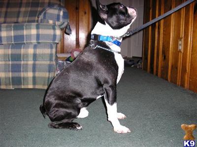 Stud Dogs - Boston Terrier