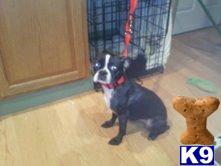 Dogs - Boston Terrier