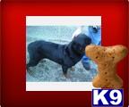 Dogs for Sale in WA