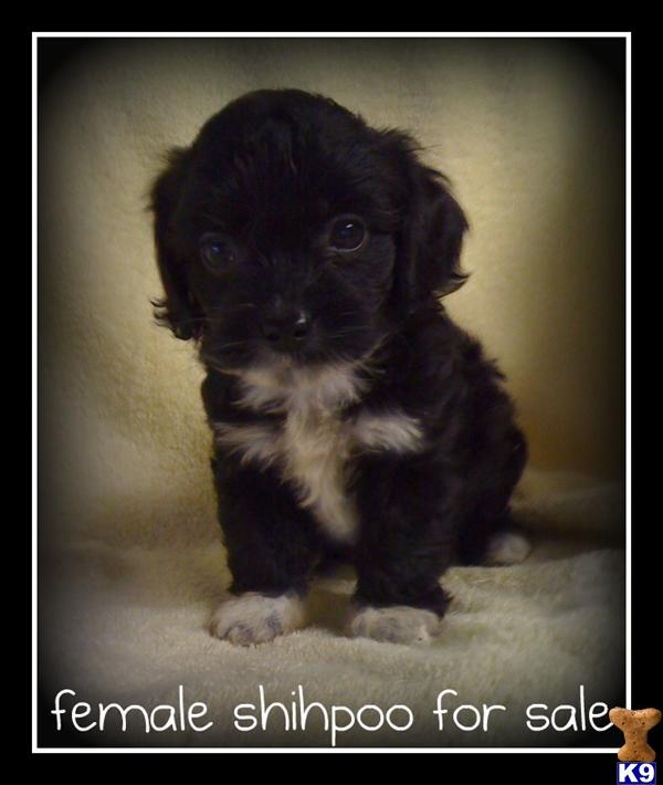 Shih+tzu+puppies+for+adoption+in+florida