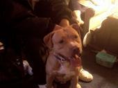 Stud Dogs in NJ