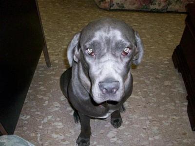 Female Dogs