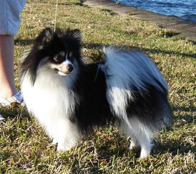 Stud Dogs - Pomeranian