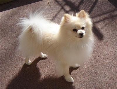 Stud Dogs - Pomeranian
