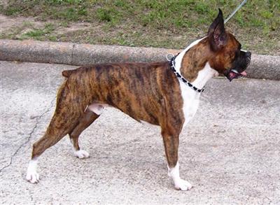 Stud Dogs - Boxer