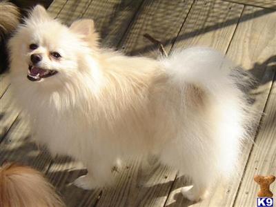 Stud Dogs - Pomeranian