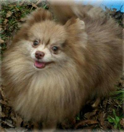 Female Dogs