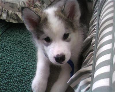 Alaskan Malamute Puppies in TX